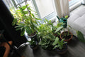 Potted Plants Lot #1