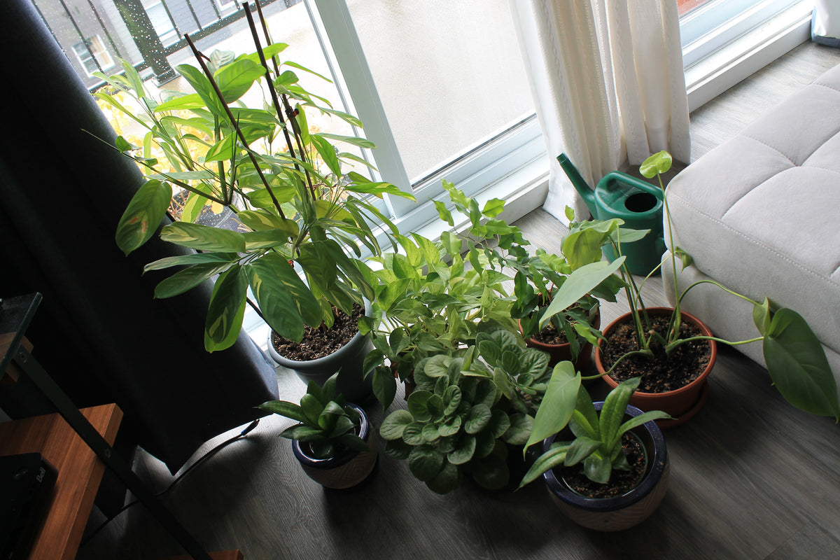 Potted Plants Lot #1