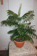 Parlor Palm